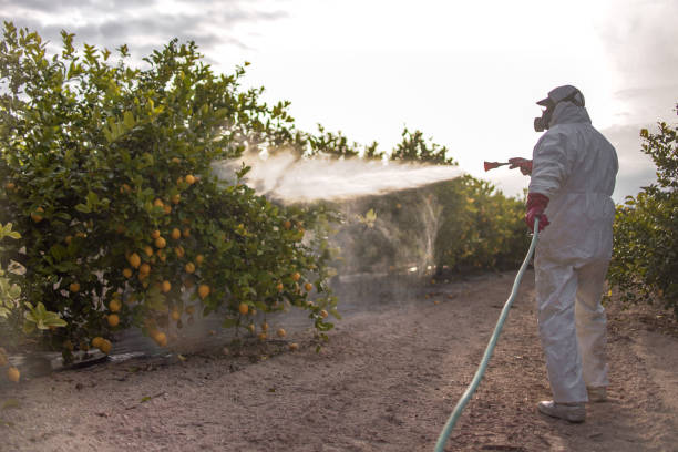 Best Local Pest Control Services  in Saybrook Manor, CT