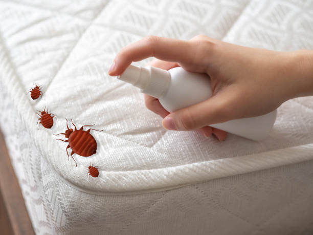 Best Emergency Pest Control  in Saybrook Manor, CT