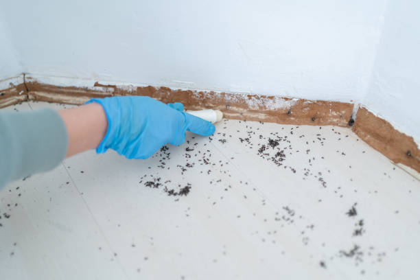 Best Mosquito Control Services  in Saybrook Manor, CT